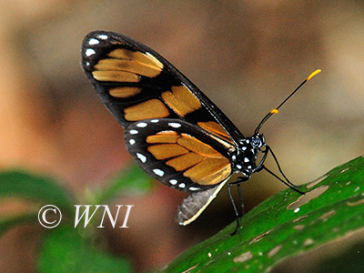 Vibilia Longwing (Eueides vibilia)